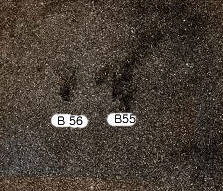 Barnard-55.jpg