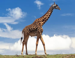 giraffe.jpg