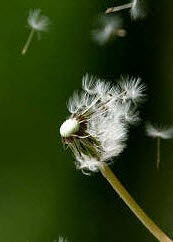 dandelion_seeds.jpg