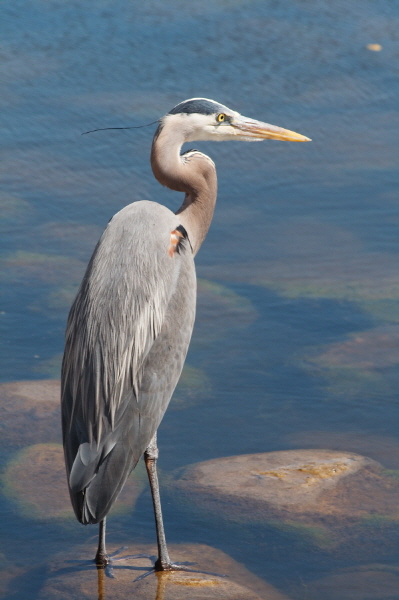 5395 Great_Blue_Heron_.jpg