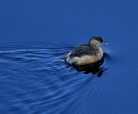 s_duck.jpg