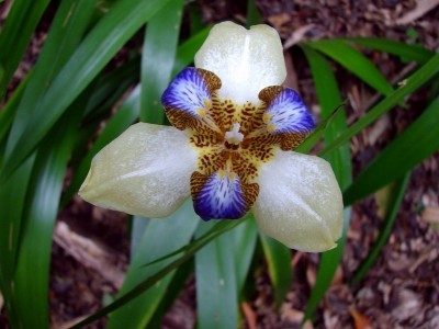 english iris.jpg