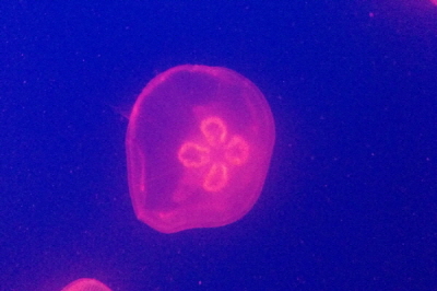 ss_jellyfish2.jpg