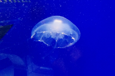 ss_jellyfish1.jpg