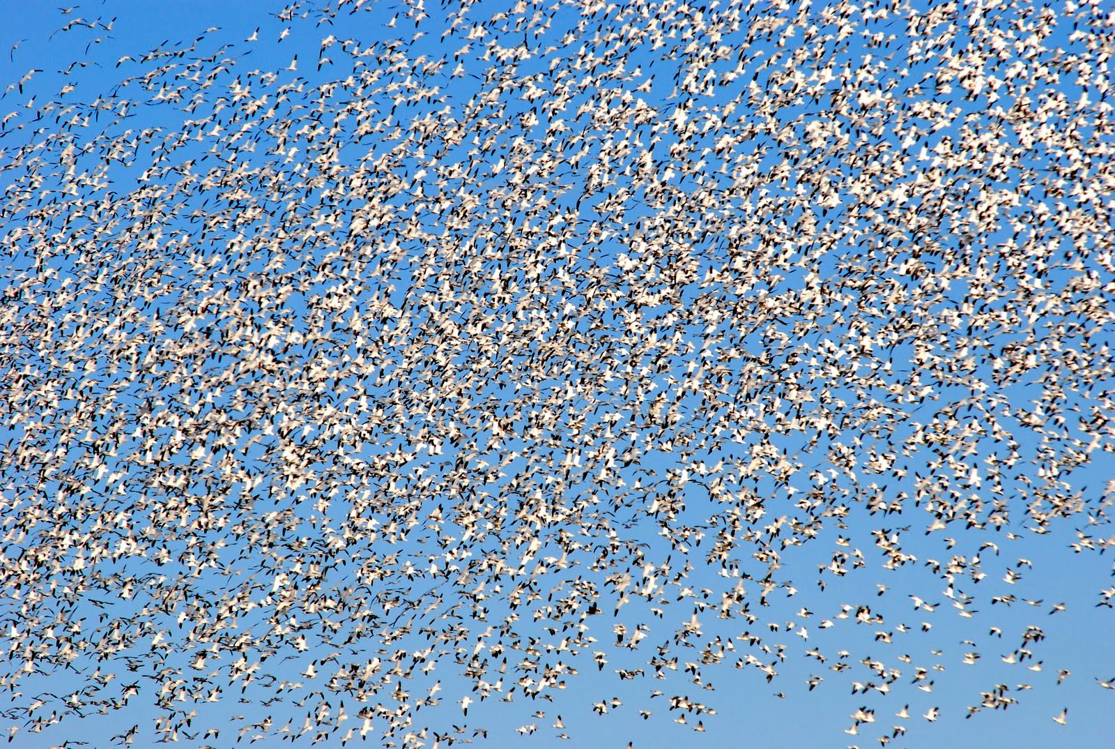 flock2.JPG