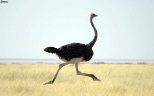 1000_ostrich,-running-245005.jpg